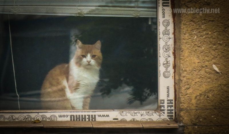 pisica la fereastra slobozia (01)